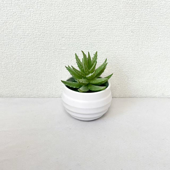 Levensechte Potplant Succulent