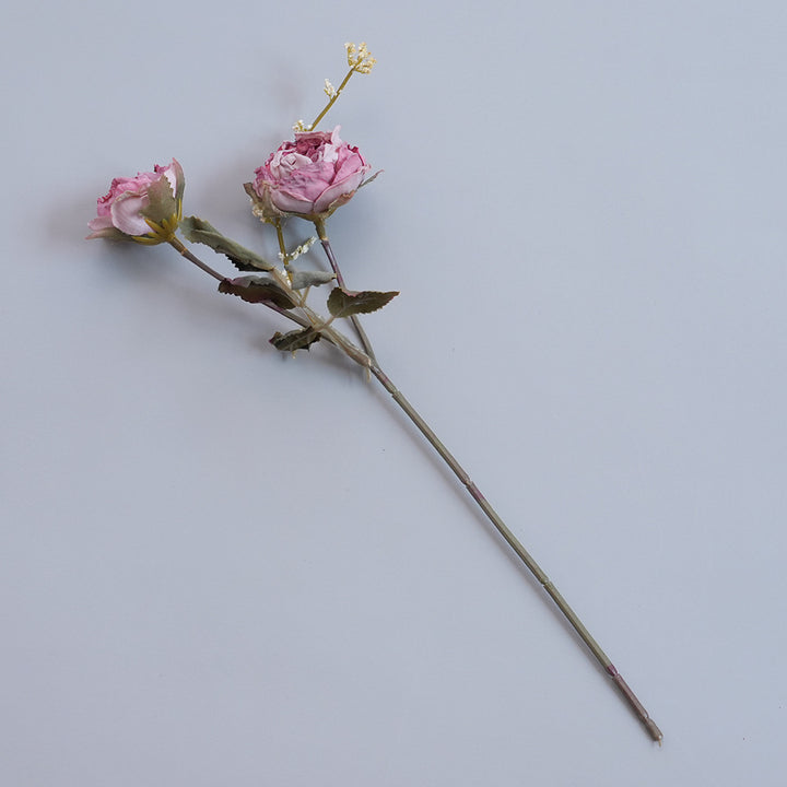 Elegante Gedroogde Botanische Tak