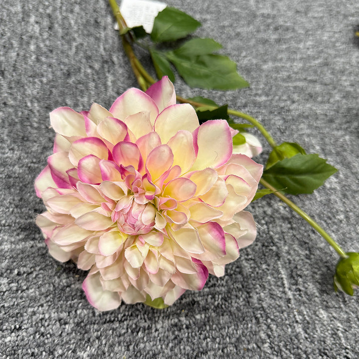 Exquise Nep-Dahlia Bloemsteel