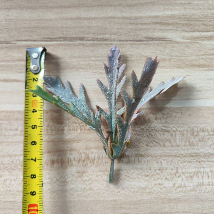Decoratieve Groene Varensteel