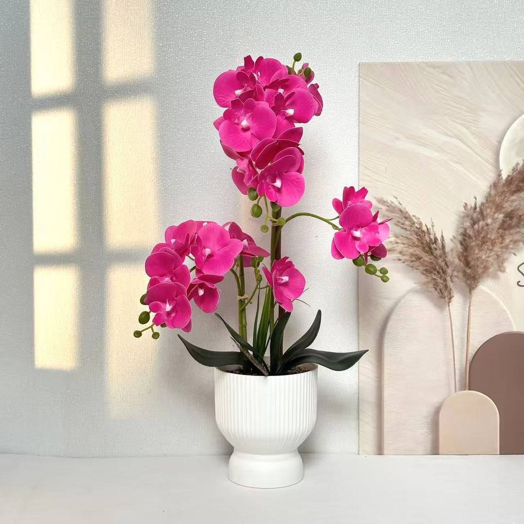 Decoratieve Orchidee Planten Arrangement 1790480695 voor Decor