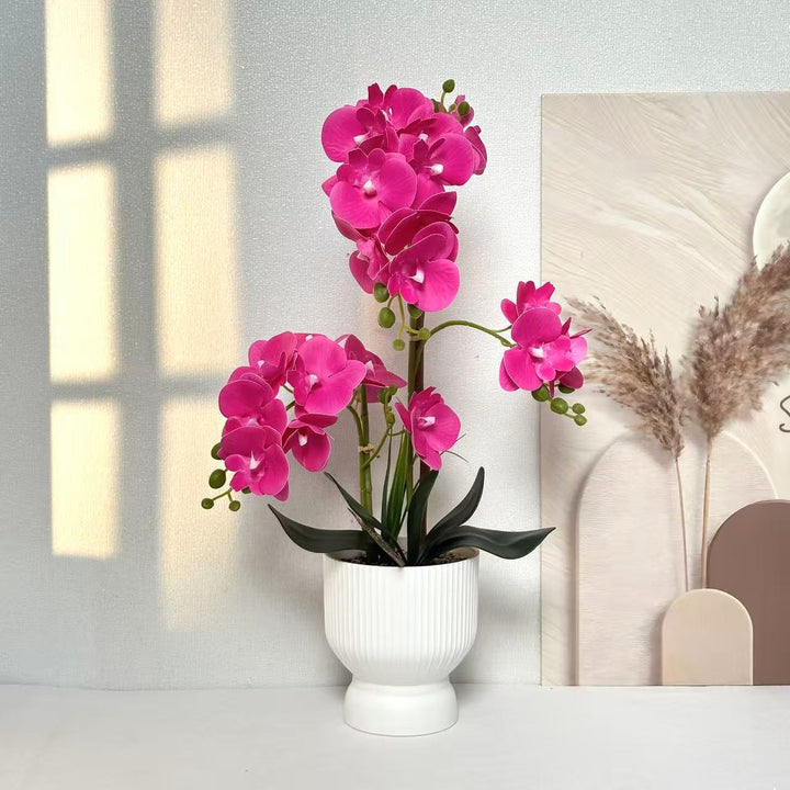 Decoratieve Orchidee Planten Arrangement 1790480695 voor Decor