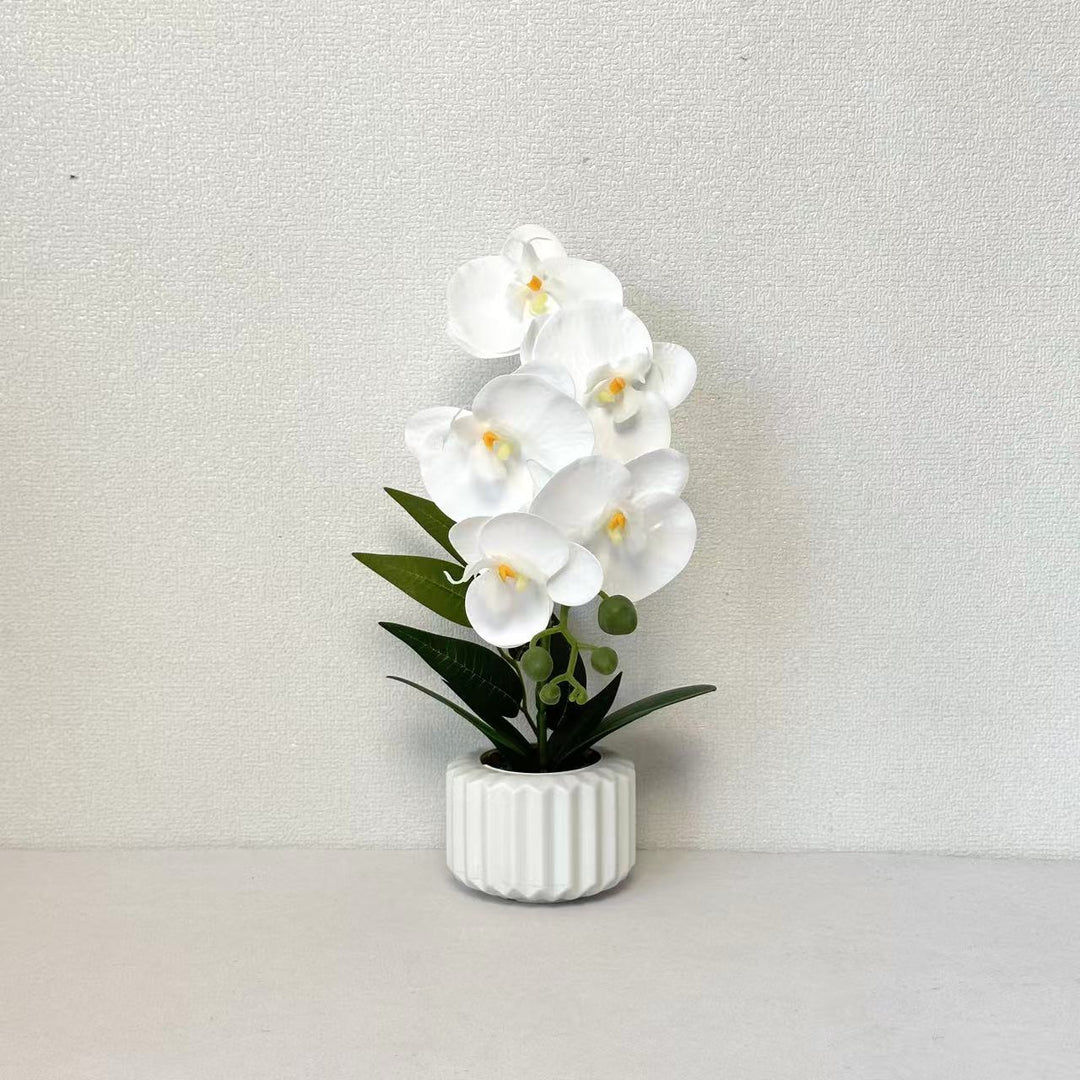 Decoratieve Potplant Orchidee voor Thuisdecoratie Display