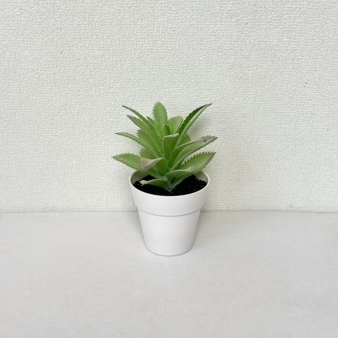 Levensechte Vetplant Decor