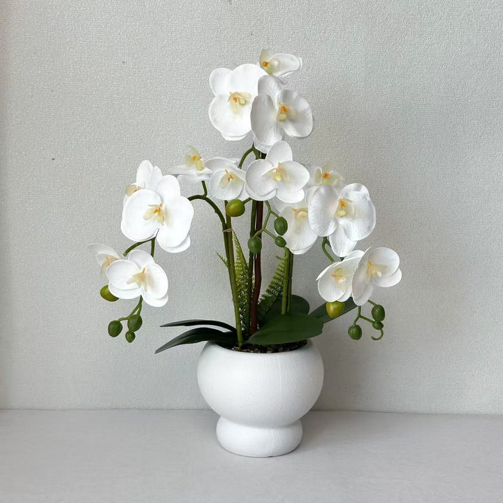 Elegante Nep-Orchidee Plant