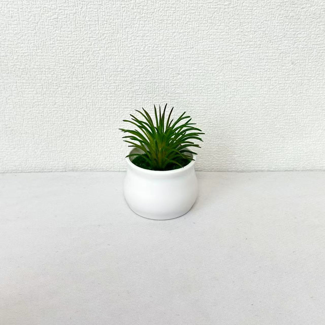 Succulente Plant in Modern Ceramic Pot
