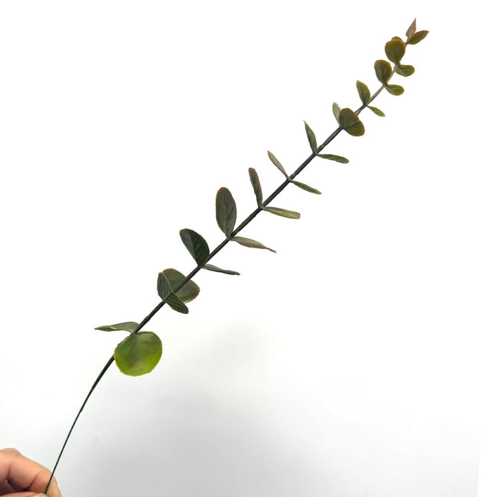 Decoratieve Nepplant Stengel