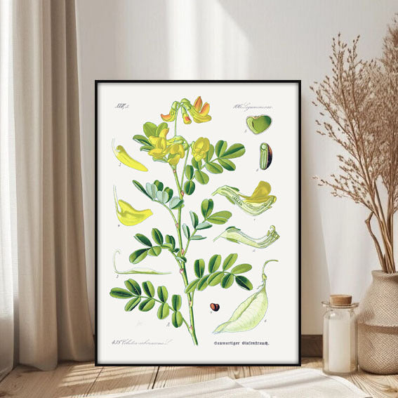 Botanische Kunstafdruk