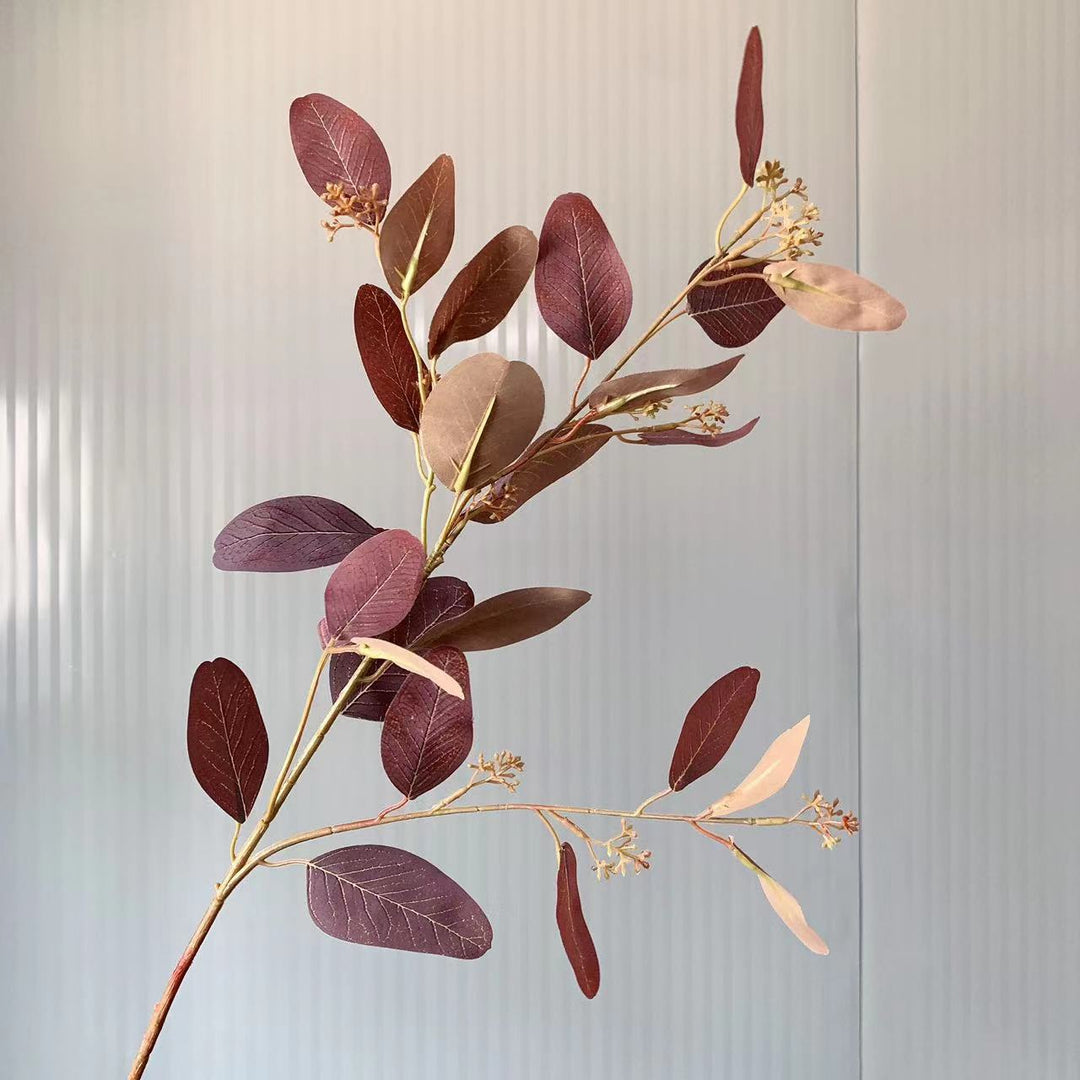 Natuurlijke Eucalyptus Tak