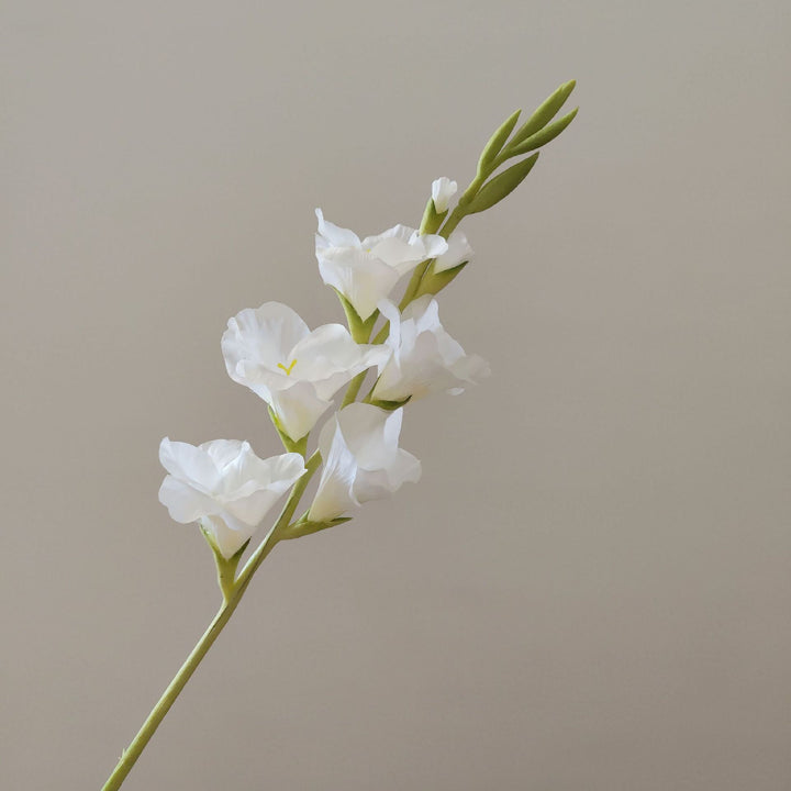 Orchid Bloemen Steel
