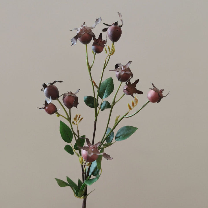 Decoratieve Natuurlijke Gedroogde Bloemenstelen
