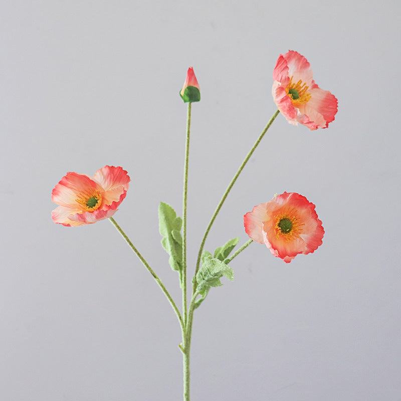 Levens echte Papaver Bloemen Stengel