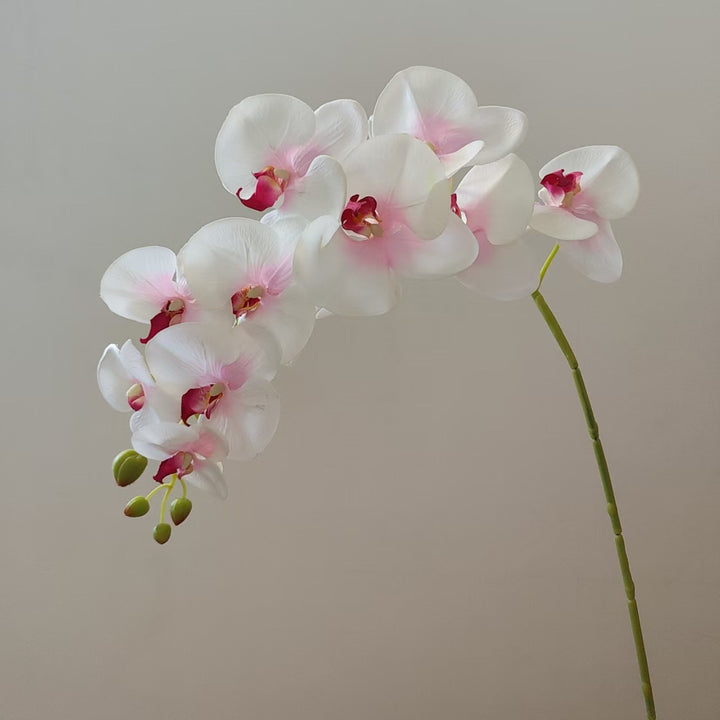 Elegante Orchidee Stam