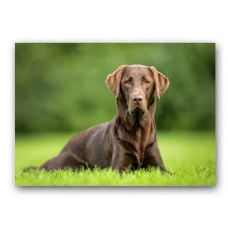 Liebes modernes Haustier Hond - Canvas Muurkunst Schilderij